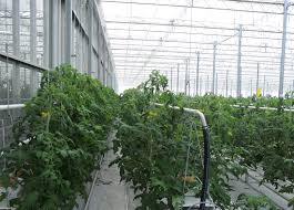 Производственная мощность участника госпрограммы «ДКБ 2020» ТОО «Павлодарский тепличный комбинат» составляет более 1,6 тыс. тонн томатов в год