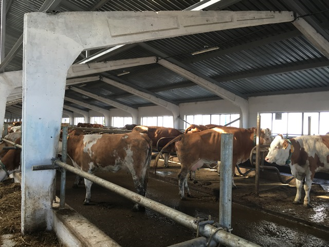 Молочные фермы. Молочная ферма в Казахстане. Молочная ферма Ижевск. Домашняя молочная ферма.