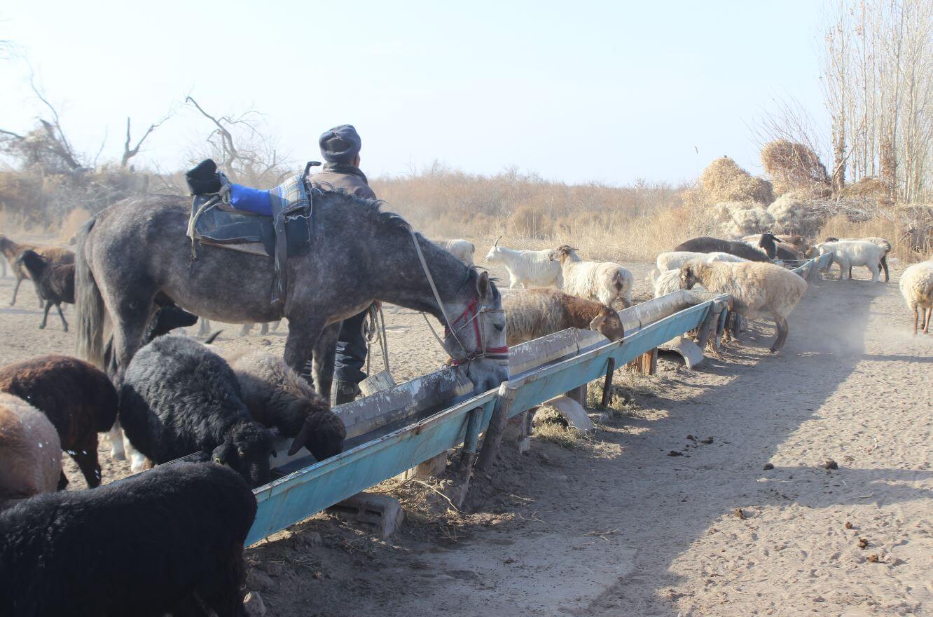 В Жамбылской области поддержан проект по разведению мелкорогатого скота