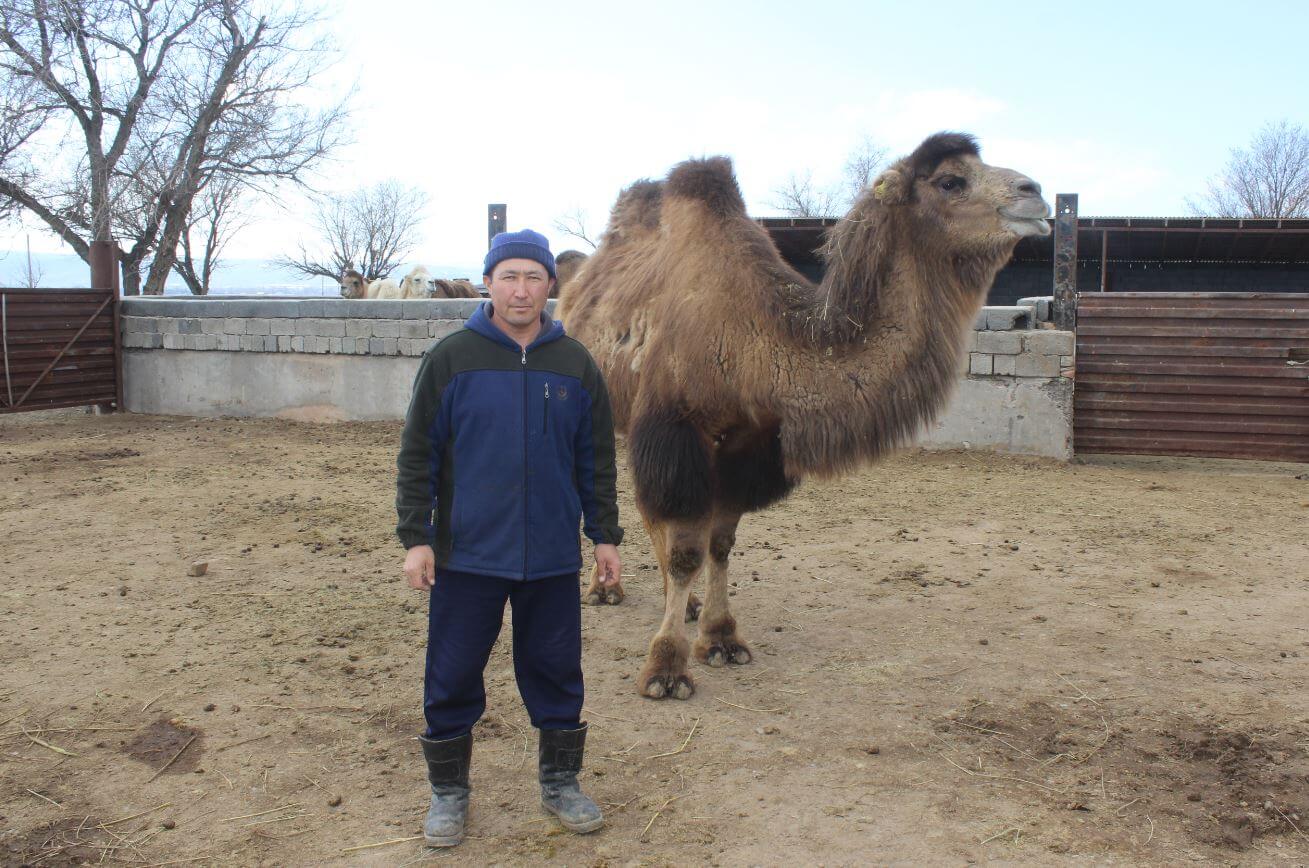 В Жамбылской области поддержан уникальный проект по разведению верблюдов