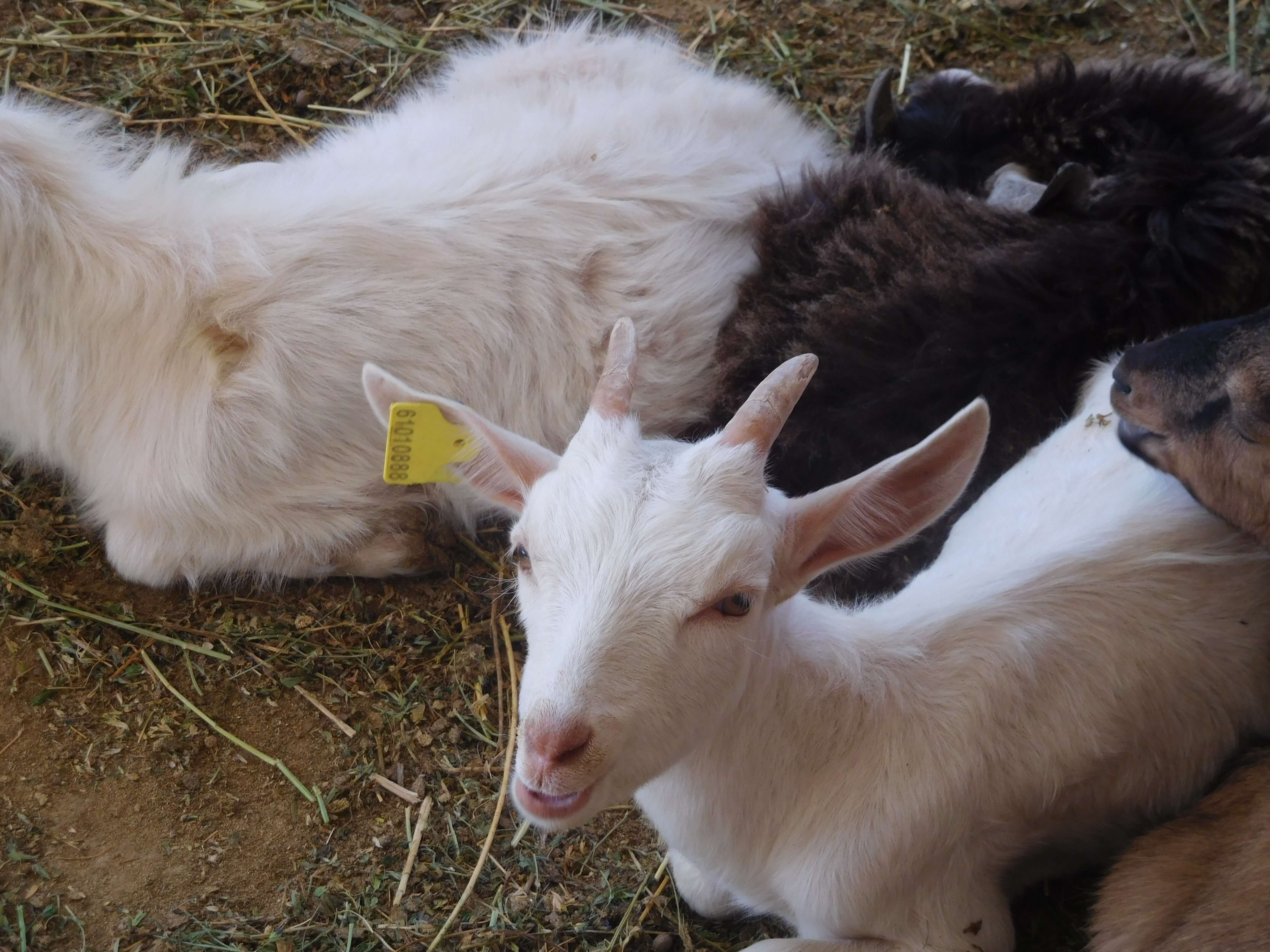 Разведение коз зааненской породы в Мангистауской области 