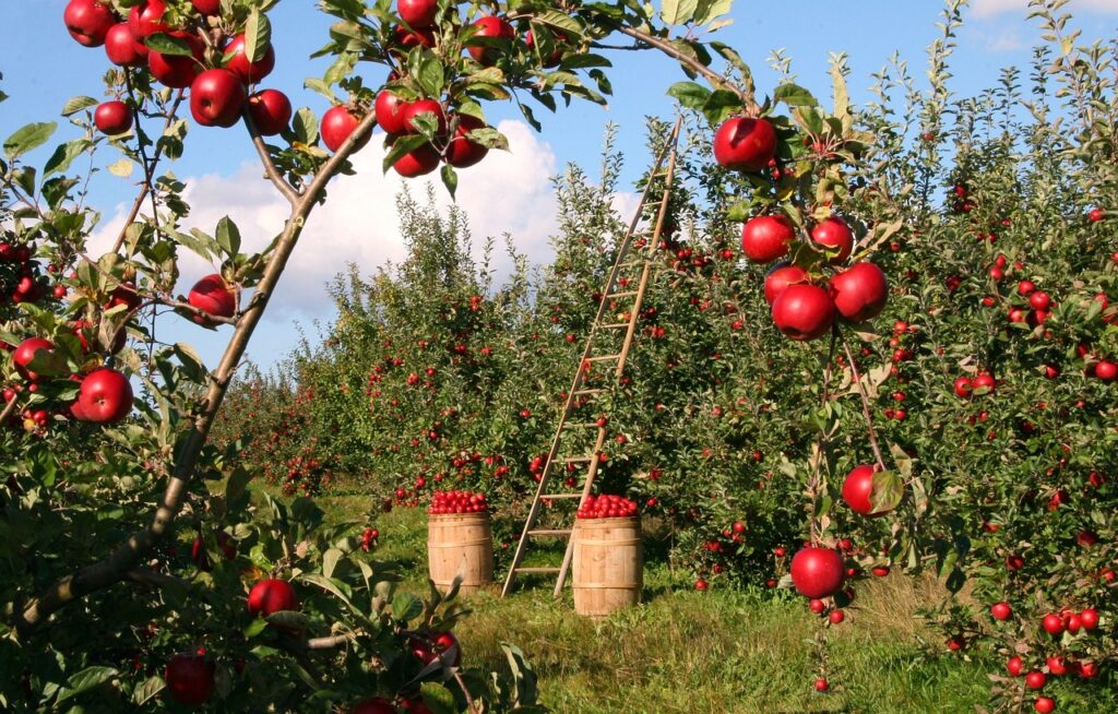 Как Arnau Agro выращивает яблоки 