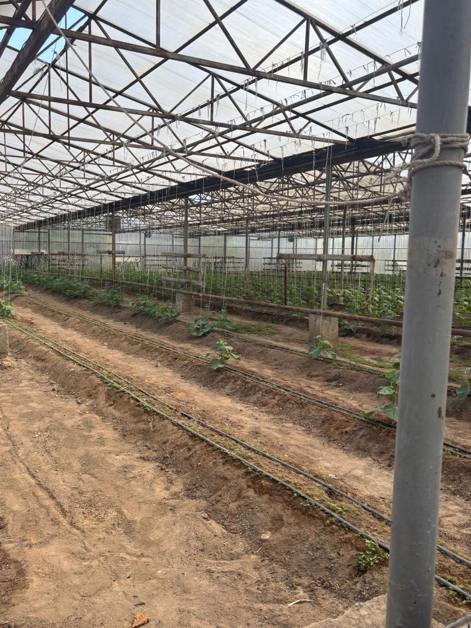 Көкөністер мен гүлдердің үйлесімі: Зура Қоңырбаеваның бірегей жылыжай шаруашылығы